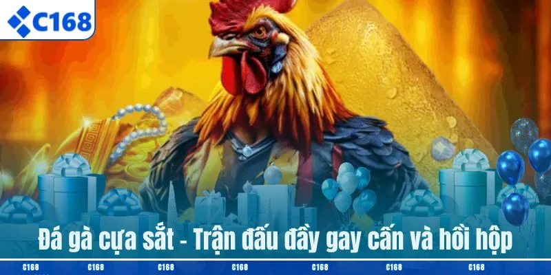 Đá gà cựa sắt – Trận đấu đầy gay cấn và hồi hộp